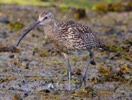 Attēlu rezultāti vaicājumam “Numenius arquata adult”