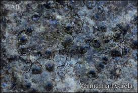 Attēlu rezultāti vaicājumam “Verrucaria hydrela”