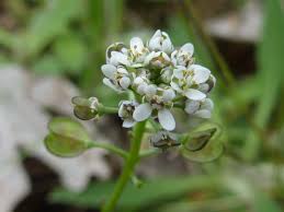Attēlu rezultāti vaicājumam “Teesdalia nudicaulis”