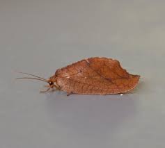 Attēlu rezultāti vaicājumam “Drepanepteryx phalaenoides”