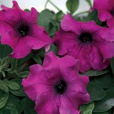 Image result for Petunia