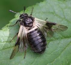 Attēlu rezultāti vaicājumam “Cimbicidae”