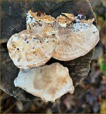 Attēlu rezultāti vaicājumam “Bjerkandera fumosa”