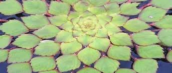 Attēlu rezultāti vaicājumam “Trapaceae”