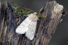 Attēlu rezultāti vaicājumam “Orthosia miniosa imago”
