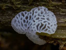 Attēlu rezultāti vaicājumam “Ceratiomyxa fruticulosa”