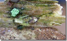 Attēlu rezultāti vaicājumam “Proutia betulina”