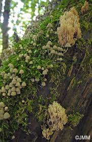 Attēlu rezultāti vaicājumam “Clavicorona pyxidata”