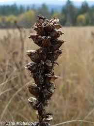 Attēlu rezultāti vaicājumam “Pedicularis palustris subsp. opsiantha”