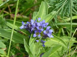 Attēlu rezultāti vaicājumam “Gentiana cruciata flower”