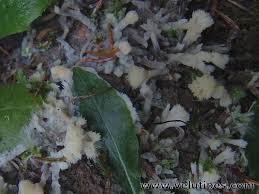 Attēlu rezultāti vaicājumam “Sebacina incrustans”