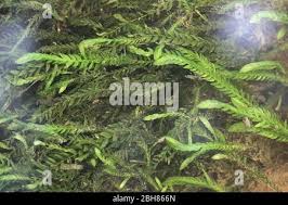 Attēlu rezultāti vaicājumam “Fontinalis antipyretica subsp. gracilis”