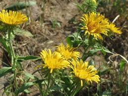 Attēlu rezultāti vaicājumam “Inula britannica”