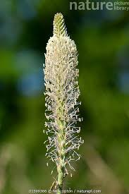 Attēlu rezultāti vaicājumam “Plantago media”