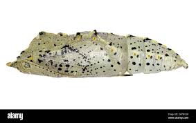 Attēlu rezultāti vaicājumam “Mamestra brassicae pupa”