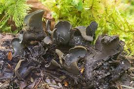 Attēlu rezultāti vaicājumam “Ionomidotis irregularis”