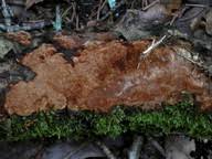 Attēlu rezultāti vaicājumam “Phellinus ferrugineofuscus”