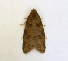 Attēlu rezultāti vaicājumam “Eana incanana”