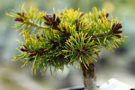 Attēlu rezultāti vaicājumam “Pinus sylvestris var. turfosa”