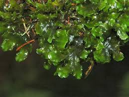 Attēlu rezultāti vaicājumam “Aneura pinguis”