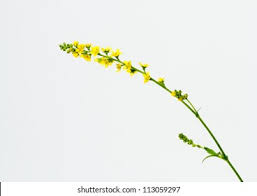 Attēlu rezultāti vaicājumam “Agrimonia pilosa”