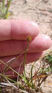 Attēlu rezultāti vaicājumam “Carex arenaria  fruit”
