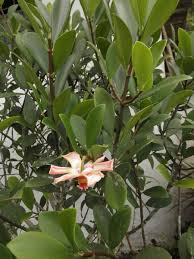 Attēlu rezultāti vaicājumam “Clusiaceae”