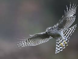 Attēlu rezultāti vaicājumam “Accipiter nisus female”