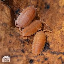Attēlu rezultāti vaicājumam “Porcellio scaber”