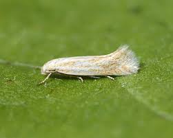 Attēlu rezultāti vaicājumam “Cephaloziella elachista macro”