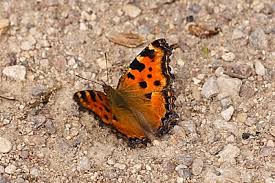 Attēlu rezultāti vaicājumam “Nymphalis polychloros underside”