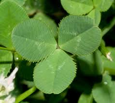 Attēlu rezultāti vaicājumam “Trifolium pratense leaf”