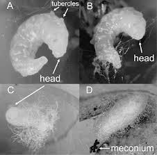 Attēlu rezultāti vaicājumam “Ichneumonidae cocoon”