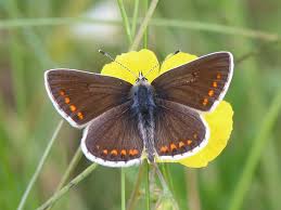 Attēlu rezultāti vaicājumam “Aricia artaxerxes”