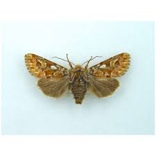 Attēlu rezultāti vaicājumam “Eupithecia venosata”