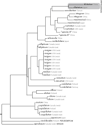 Attēlu rezultāti vaicājumam “Pseudobryum cinclidioides cells”