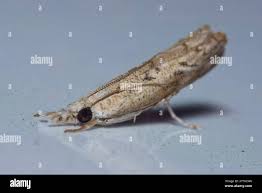 Attēlu rezultāti vaicājumam “Agriphila selasella”