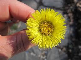 Attēlu rezultāti vaicājumam “Tussilago farfara flower”