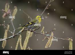 Attēlu rezultāti vaicājumam “Carduelis spinus”
