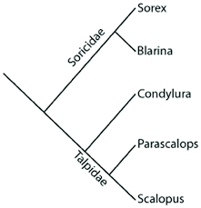 Attēlu rezultāti vaicājumam “Insectivora”