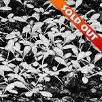 Attēlu rezultāti vaicājumam “Elatine hydropiper leaf”