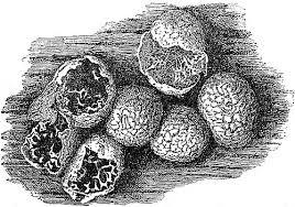 Attēlu rezultāti vaicājumam “Lamproderma violaceum stalked”