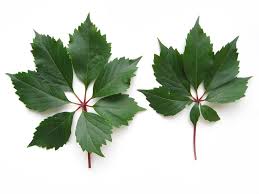 Attēlu rezultāti vaicājumam “Parthenocissus quinquefolia leaf”