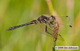 Attēlu rezultāti vaicājumam “Sympetrum danae”