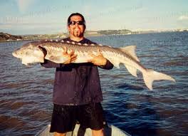 Image result for Acipenser transmontanus