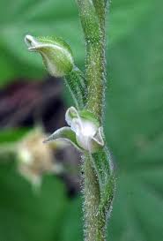 Attēlu rezultāti vaicājumam “Goodyera repens bud”