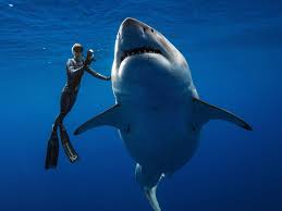 Image result for Carcharodon carcharias