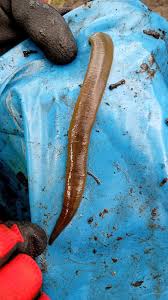 Attēlu rezultāti vaicājumam “Haemopis sanguisuga”