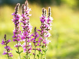 Image result for Blutweiderich