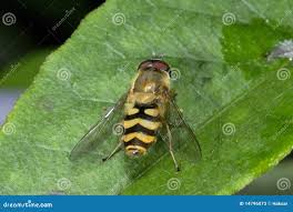 Attēlu rezultāti vaicājumam “Syrphus torvus”